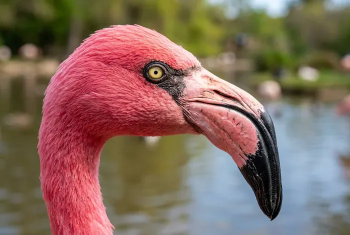 Où voir les flamants roses en Camargue ? Carte & Spots - Camargue : Les 5 meilleurs spots à flamants roses (2026) - Comment voir les flamants roses en Camargue sans payer ? Gros plan sur la tête et le bec d'un flamant rose adulte au plumage vif